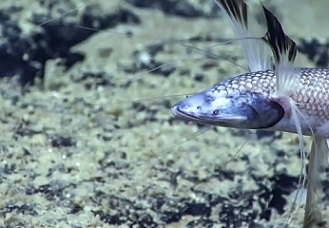A tripod fish, one of the deep-sea species identified by the study conducted in the waters off the coast of Angola, west Africa. Photograph: NOAA Office of Ocean Exploration and Research/PA