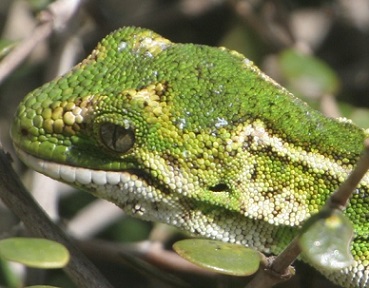 Jewelled gecko (moko kākāriki) Photo: Flickr / Eric de Leeuw / CC BY-NC-ND 2.0