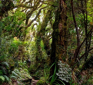 The number of plant species in New Zealand has doubled since humans settled there about 800 years ago. Credit: Matthew Lovette/Education Images/UIG/Getty