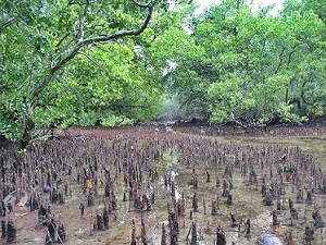mangroves, Marshall Islands. credit - V.Jungblut