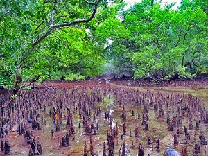 Namdrik Atoll mangroves. Credit - V. Jungblut