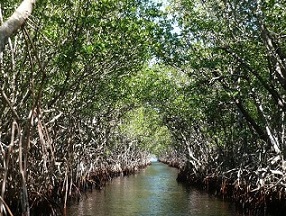 Mangrove forests are excellent buffers against storms. Credit - Ravini/Pixabay