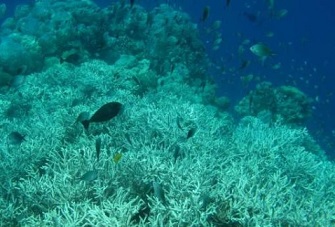 https://phys.org/news/2020-04-ocean-deoxygenation-silent-driver-coral.html?utm_source=nwletter&utm_medium=email&utm_campaign=daily-nwletter