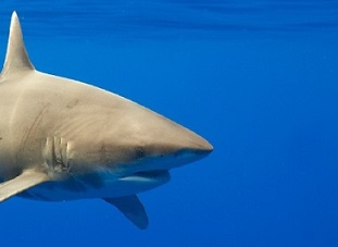 Oceanic whitetip sharks were historically one of the most abundant sharks in the world’s oceans, but due to both U.S. and international fishing pressure, the population has declined significantly.  PAUL SOUDERS / GETTY IMAGES
