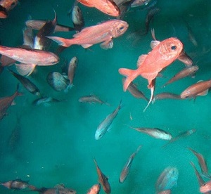 NZ trawlers fishing for orange roughy (pictured) off the Tasmanian coast have sparked ire from Aussies. (File photo)