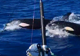 Orca swmming off coast of Savaii island, Samoa. Credit - stuff.com