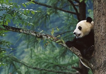 The giant panda (Ailuropoda melanoleuca) was upgraded from endangered to vulnerable in 2016.Credit: Cyril Ruoso/Minden Pictures/National Geographic