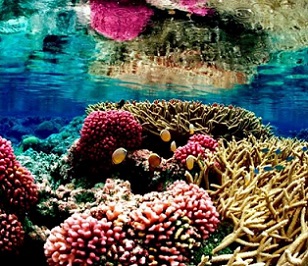  A coral reef ecosystem in the Pacific Remote Islands Marine national monument, south of Hawaii. Photograph: HANDOUT/Reuters