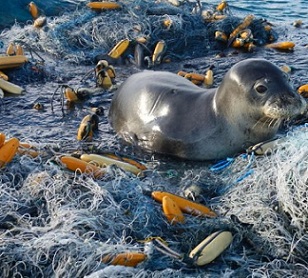 A Hawaiian monk seal rests atop a 11.5-ton “monster” derelict fishing net conglomerate that the team located and successfully removed in 2015. Credit: NOAA Fisheries.