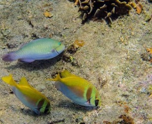 A parrotfish (Scarus rivulatus) and a pair of rabbitfish (Siganus virgatus) dine together on algae in a coral reef in Thailand. Credit: Mike Gil