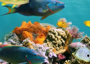 two parrotfish swin near a healthy reef. Photo: Vilaine Crevette via Shutterstock