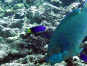 A parrotfish feeding on degraded coral. Credit: Shaun Wilson, Department of Biodiversity, Conservation and Attractions in Australia, and the University of Western Australia