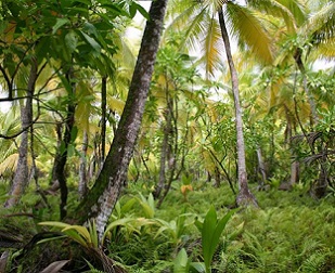 Mixed species fresh-water marsh plant community, Diego Garcia, British Indian Ocean Territory. Credit - US Navy, Public Domain