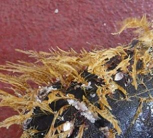 Coastal podded hydroid Aglaophenia pluma, an open-ocean crab (Planes genus) and open-ocean gooseneck barnacles (Lepas genus) colonizing a piece of floating debris. Credit: Smithsonian Institution