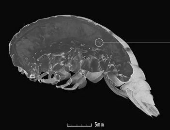 Micro-CT scan of Eurythenes plasticus. ALAN JAMIESON/NEWCASTLE UNIVERSITY