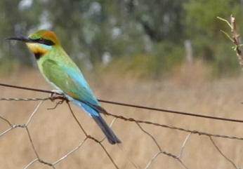 A Rainbow Bee Eater in the Bimblebox Nature Refuge. Farming and conservation groups are asking for extra money to allow extra conservation work on private-run nature refuges in Queensland.CREDIT:COURTESY BIMBLEBOX NATURE REFUGE