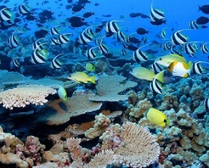 Reef fish in Papahanaumokuakea. Credit - James Watt.