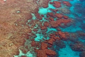 Reef sand dissolving quicker than previously thought, study warns. Credit: CC0 Public Domain