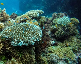 Strong cyclones can harm coral reefs as far as 1000km from their paths, according to research