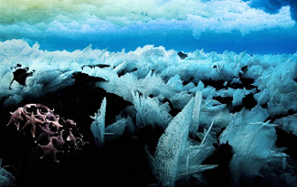 Sea stars huddle together under Antarctic ice. Credit: John B. Weller, www.johnbweller.com; NASA)