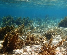 Sargassum polycystum photo courtesy of Dr Posa Skelton