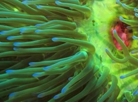 The bright green tentacles of a magnificent sea anemone (Heteractis magnifica) waft in front of its pink mouth, on a coral reef in Papua New Guinea, Pacific Ocean. Credit: Tane Sinclair-Taylor