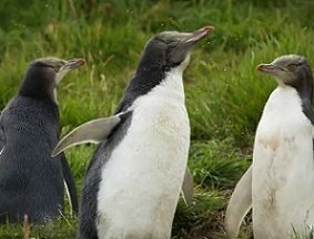 Hoiho (yellow-eyed penguins) are one of New Zealand’s many cherished seabirds that face threats from commercial fishing. Photograph: Murdo MacLeod/The Guardian