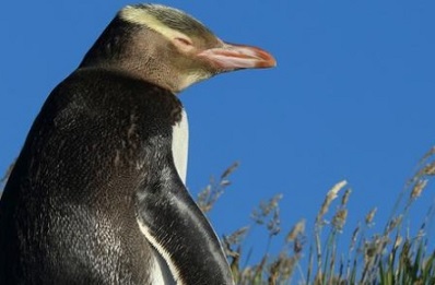 The yellow-eyed penguin is thought to be the rarest penguin in the world, and is under threat. Photo: 123rf.com