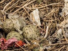 seabird nests.  Credit - University of Glasgow