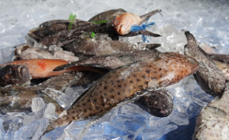 Kawakawa and Donu fish species, FIJI