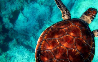 sea turtle. Credit: CC0 Public Domain