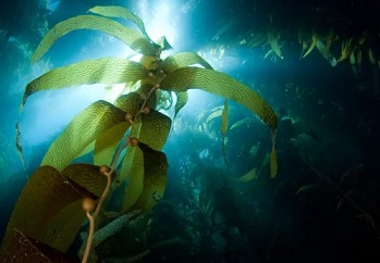 Sunlight streaming through a forest of giant kelp off Catalina Island in California. Credit: David Fleetham Getty Images