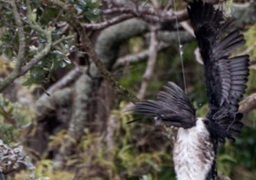 A shag in fishing line, caught in a tree. Photo: Supplied / Edin Whitehead