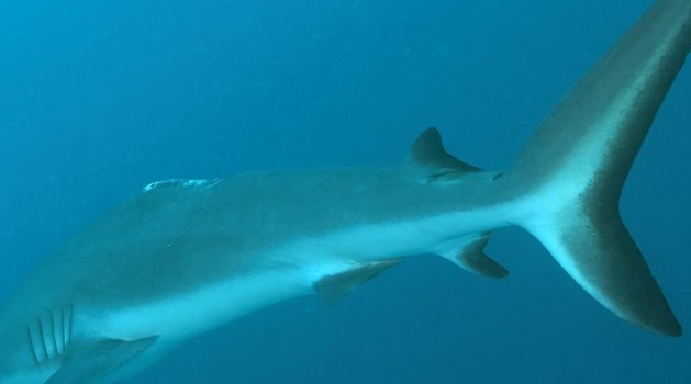 Shark finning a problem in Palau. source - http://islandtimes.us/