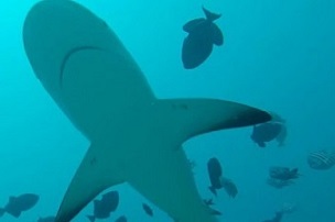 75 per cent of shark species world wide endangered. Credit - GLOBAL FINPRINT