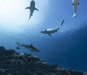 sharks near reef