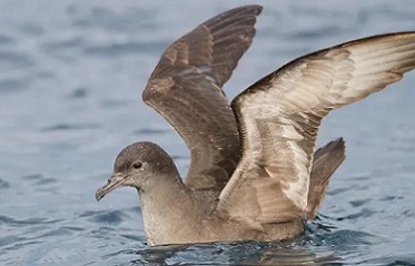 The short-tailed shearwater, also known as the muttonbird in Australia, migrates 15,000km from Alaska to Australia and back, but many are feared to have failed to make the journey this year. Photograph: John Harrison/Wikipedia