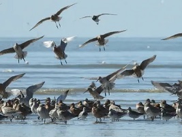 Migrating shorebirds, such as bar-tailed godwits, tend to gather in high concentrations to rest and feed as they make their long migrations, making them easy to hunt. Photograph: Ding Li Yong/BirdLife International