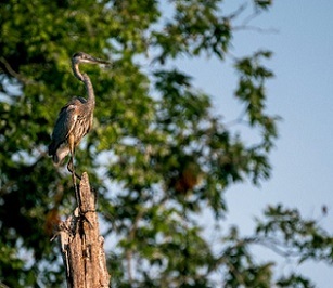 Photo by Stephen Taglieri for Mongabay.