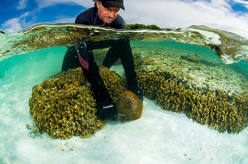 Professor Peter Harrison collecting coral at Heron Island on the Great Barrier Reef (credit Great Barrier Reef Foundation/Gary Cranitch, Queensland Museum).