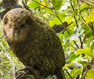 Kākāpo could live in a proposed eco-sanctuary in Wellington. Pictured: Ruapuke survived hatching from a crushed egg and is now living on Whenua Hou/Codfish Island. (File photo)