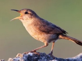 the Clarion island wren (Troglodytes tanneri; image credit: Claudio Contreras Koob)