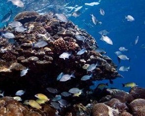 Reefs in the Solomon Islands were covered with abundant and diverse coral communities, but few fish. Most of the big fish were gone, and many of the nearshore reefs appeared to be overfished. Credit: Khaled bin Sultan Living Oceans Foundation/Ken Marks