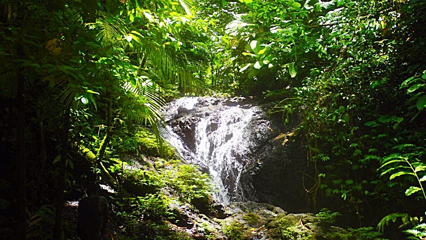 Sirebe Rainforest Conservation Area