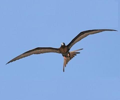 Ascension frigatebird. Credit - Sam Weber