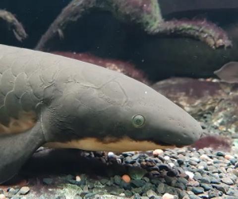 In the past, determining the age of Australian lungfish has been challenging. Credit - www.theconversation.com