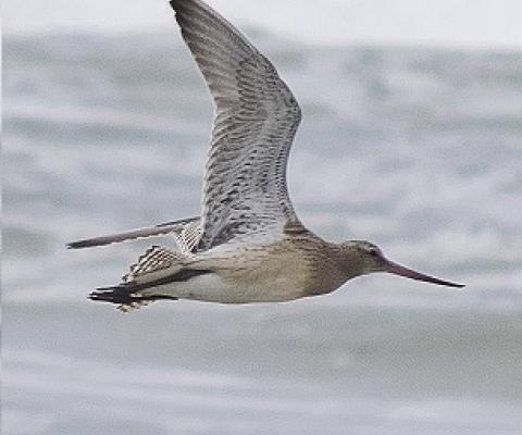 Bar-tailed Godwit in flight. Credit - Paul van de Velde, creative commons (CC by 2.0)