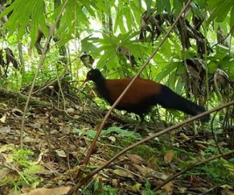 Photo: Doka Nason/American Bird Conservancy