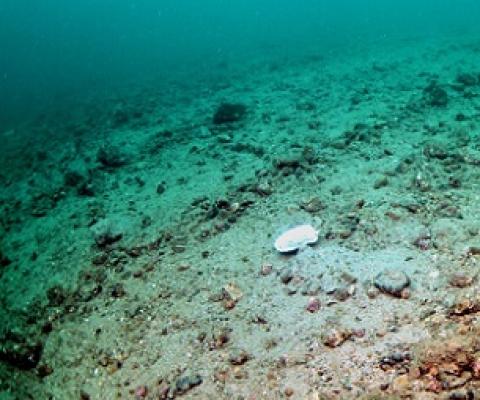 Seabed damage caused by dredging for scallops in Scotland. Credit: Howard Wood/COAST