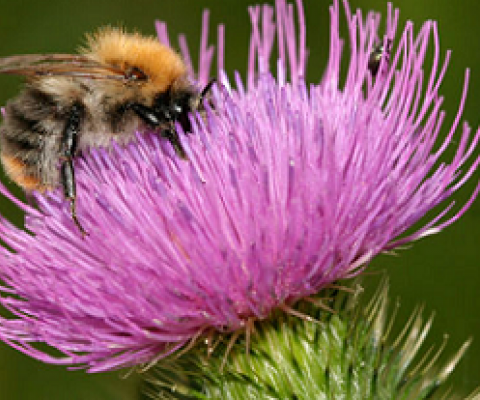 Bumble Bee pollinating flower